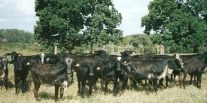 Unveil 8a21a6f614db065bb1ca2c21a5c803aede783f93e5277febbd47f37d9dbae4ca