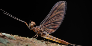 Unveil 8a21a6f614db065bb1ca2c21a5c803aede783f93e5277febbd47f37d9dbae4ca