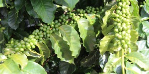 Unveil 8a21a6f614db065bb1ca2c21a5c803aede783f93e5277febbd47f37d9dbae4ca