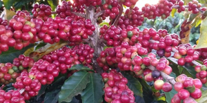 Unveil 8a21a6f614db065bb1ca2c21a5c803aede783f93e5277febbd47f37d9dbae4ca