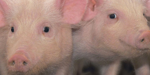 Unveil 8a21a6f614db065bb1ca2c21a5c803aede783f93e5277febbd47f37d9dbae4ca