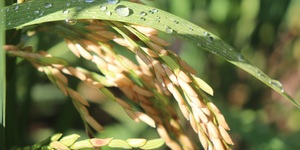 Unveil 8a21a6f614db065bb1ca2c21a5c803aede783f93e5277febbd47f37d9dbae4ca