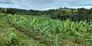 Unveil 8a21a6f614db065bb1ca2c21a5c803aede783f93e5277febbd47f37d9dbae4ca