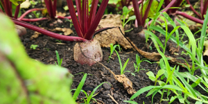 Unveil 8a21a6f614db065bb1ca2c21a5c803aede783f93e5277febbd47f37d9dbae4ca