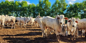 Unveil 8a21a6f614db065bb1ca2c21a5c803aede783f93e5277febbd47f37d9dbae4ca