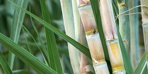 Unveil 8a21a6f614db065bb1ca2c21a5c803aede783f93e5277febbd47f37d9dbae4ca