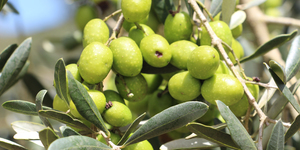 Unveil 8a21a6f614db065bb1ca2c21a5c803aede783f93e5277febbd47f37d9dbae4ca