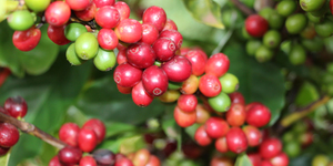 Unveil 8a21a6f614db065bb1ca2c21a5c803aede783f93e5277febbd47f37d9dbae4ca