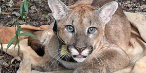 Unveil 8a21a6f614db065bb1ca2c21a5c803aede783f93e5277febbd47f37d9dbae4ca