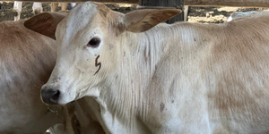 Unveil 8a21a6f614db065bb1ca2c21a5c803aede783f93e5277febbd47f37d9dbae4ca