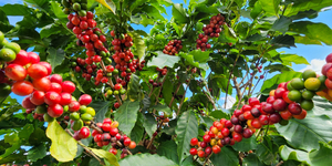 Unveil 8a21a6f614db065bb1ca2c21a5c803aede783f93e5277febbd47f37d9dbae4ca