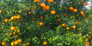 Unveil 8a21a6f614db065bb1ca2c21a5c803aede783f93e5277febbd47f37d9dbae4ca