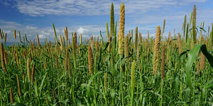 Unveil 8a21a6f614db065bb1ca2c21a5c803aede783f93e5277febbd47f37d9dbae4ca