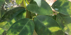 Unveil 8a21a6f614db065bb1ca2c21a5c803aede783f93e5277febbd47f37d9dbae4ca