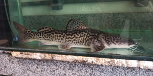 Unveil 8a21a6f614db065bb1ca2c21a5c803aede783f93e5277febbd47f37d9dbae4ca