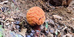 Unveil 8a21a6f614db065bb1ca2c21a5c803aede783f93e5277febbd47f37d9dbae4ca