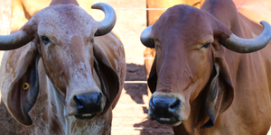 Unveil 8a21a6f614db065bb1ca2c21a5c803aede783f93e5277febbd47f37d9dbae4ca