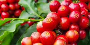 Unveil 8a21a6f614db065bb1ca2c21a5c803aede783f93e5277febbd47f37d9dbae4ca