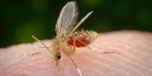 Unveil 8a21a6f614db065bb1ca2c21a5c803aede783f93e5277febbd47f37d9dbae4ca