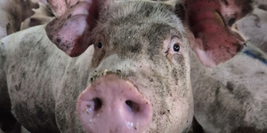 Unveil 8a21a6f614db065bb1ca2c21a5c803aede783f93e5277febbd47f37d9dbae4ca