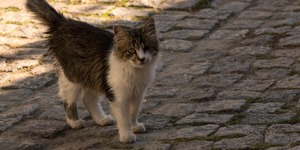 Unveil 8a21a6f614db065bb1ca2c21a5c803aede783f93e5277febbd47f37d9dbae4ca