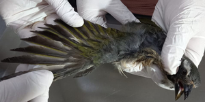 Unveil 8a21a6f614db065bb1ca2c21a5c803aede783f93e5277febbd47f37d9dbae4ca