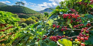 Unveil 8a21a6f614db065bb1ca2c21a5c803aede783f93e5277febbd47f37d9dbae4ca