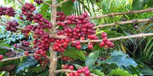 Unveil 8a21a6f614db065bb1ca2c21a5c803aede783f93e5277febbd47f37d9dbae4ca