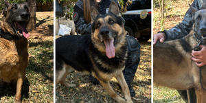 Unveil 8a21a6f614db065bb1ca2c21a5c803aede783f93e5277febbd47f37d9dbae4ca