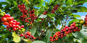 Unveil 8a21a6f614db065bb1ca2c21a5c803aede783f93e5277febbd47f37d9dbae4ca