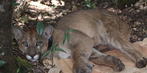 Unveil 8a21a6f614db065bb1ca2c21a5c803aede783f93e5277febbd47f37d9dbae4ca