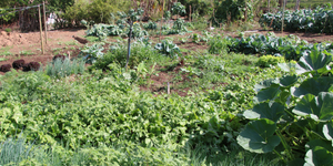 Unveil 8a21a6f614db065bb1ca2c21a5c803aede783f93e5277febbd47f37d9dbae4ca