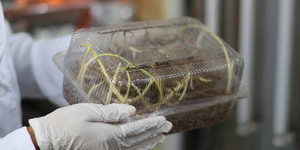 Unveil 8a21a6f614db065bb1ca2c21a5c803aede783f93e5277febbd47f37d9dbae4ca