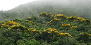 Unveil 8a21a6f614db065bb1ca2c21a5c803aede783f93e5277febbd47f37d9dbae4ca