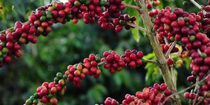 Unveil 8a21a6f614db065bb1ca2c21a5c803aede783f93e5277febbd47f37d9dbae4ca