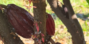 Unveil 8a21a6f614db065bb1ca2c21a5c803aede783f93e5277febbd47f37d9dbae4ca