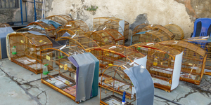 Unveil 8a21a6f614db065bb1ca2c21a5c803aede783f93e5277febbd47f37d9dbae4ca