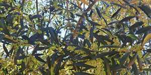 Unveil 8a21a6f614db065bb1ca2c21a5c803aede783f93e5277febbd47f37d9dbae4ca