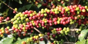 Unveil 8a21a6f614db065bb1ca2c21a5c803aede783f93e5277febbd47f37d9dbae4ca