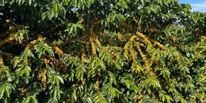 Unveil 8a21a6f614db065bb1ca2c21a5c803aede783f93e5277febbd47f37d9dbae4ca