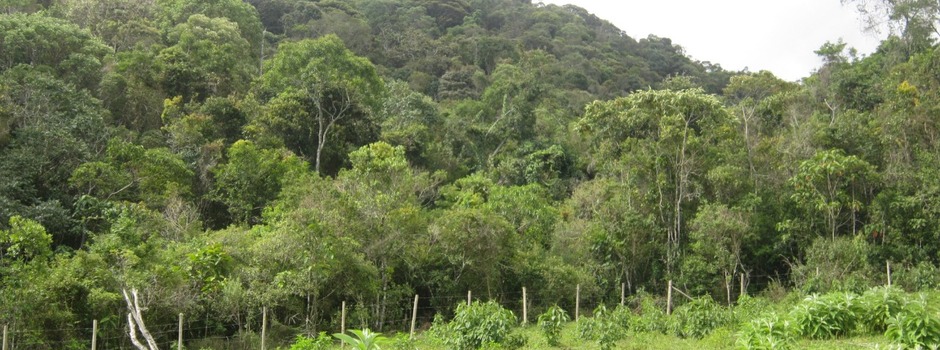 ICMS Ecológico passa a integrar Painel de Indicadores do Sisema e já soma mais de R$ 1 bilhão em repasses aos municípios