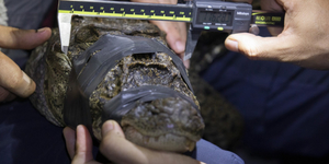 Unveil 8a21a6f614db065bb1ca2c21a5c803aede783f93e5277febbd47f37d9dbae4ca