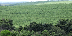 Unveil 8a21a6f614db065bb1ca2c21a5c803aede783f93e5277febbd47f37d9dbae4ca