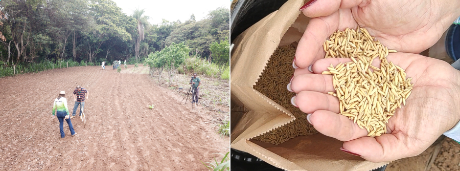 Epamig desenvolve projeto para expandir o cultivo de arroz de terras altas no Jequitinhonha e no Norte de Minas