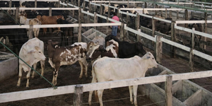 Unveil 8a21a6f614db065bb1ca2c21a5c803aede783f93e5277febbd47f37d9dbae4ca