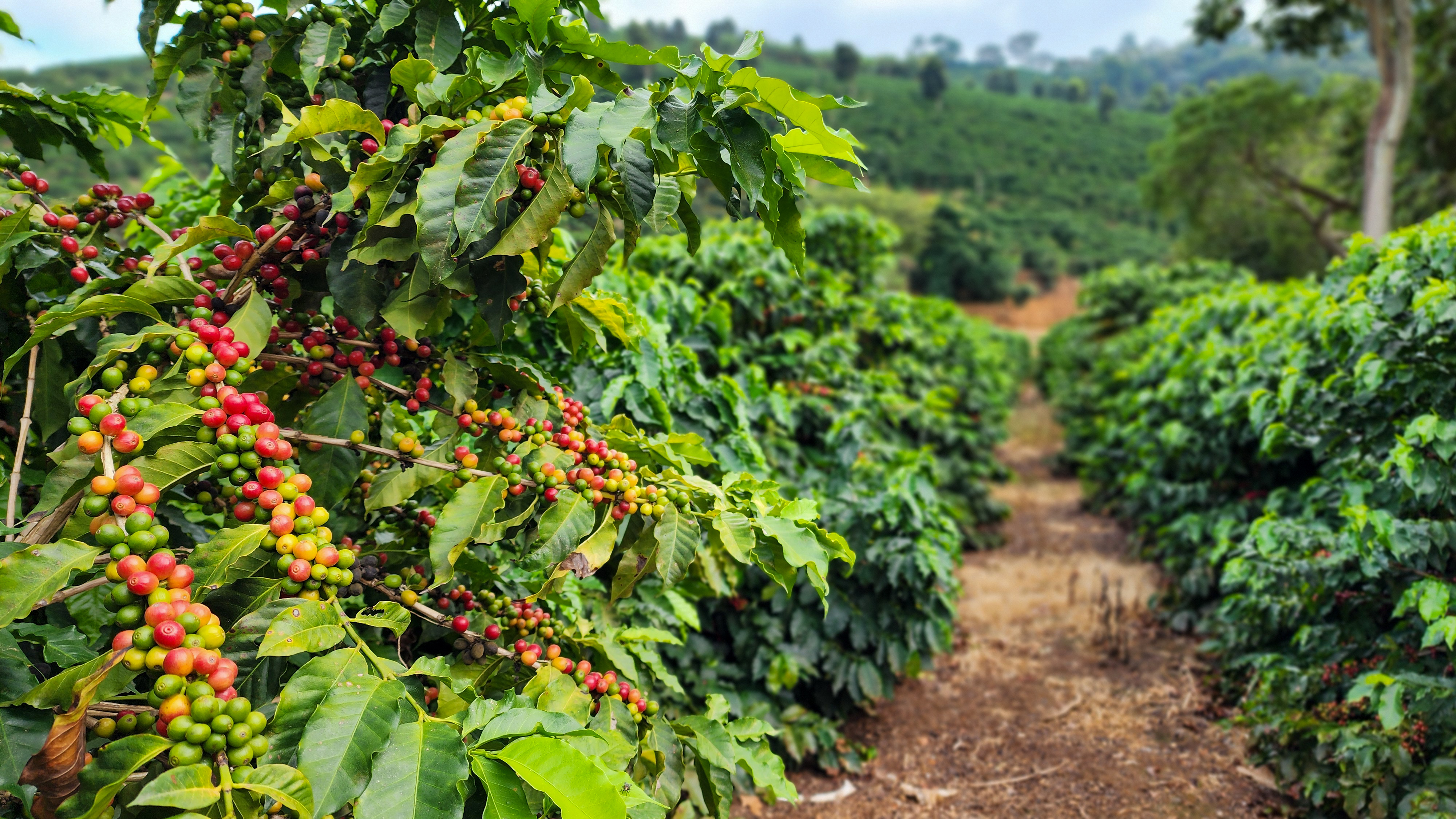 Café mineiro impulsiona produção nacional e projeta maior safra da história em 2026