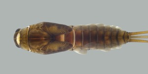 Unveil 8a21a6f614db065bb1ca2c21a5c803aede783f93e5277febbd47f37d9dbae4ca