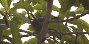 Unveil 8a21a6f614db065bb1ca2c21a5c803aede783f93e5277febbd47f37d9dbae4ca