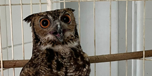 Unveil 8a21a6f614db065bb1ca2c21a5c803aede783f93e5277febbd47f37d9dbae4ca