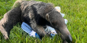 Unveil 8a21a6f614db065bb1ca2c21a5c803aede783f93e5277febbd47f37d9dbae4ca